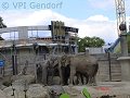 thn_tierpark-2015-007.jpg