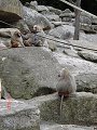 thn_tierpark-2015-011.jpg