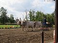 thn_bud-250-2017-09-07_15-46-16-IMG_2428.jpg