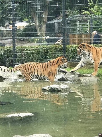 straubing-tierpark-05.jpg