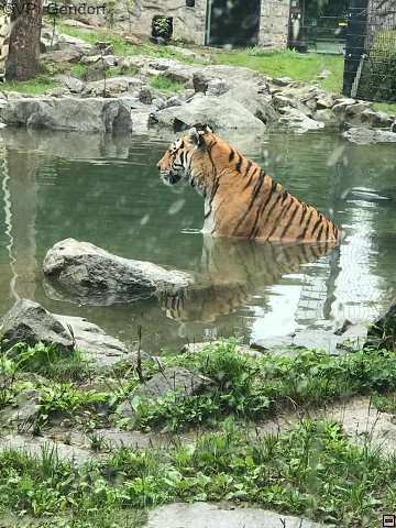 straubing-tierpark-13.jpg