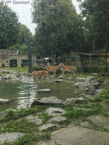 straubing-tierpark-17.jpg