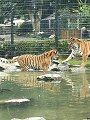 thn_straubing-tierpark-05.jpg